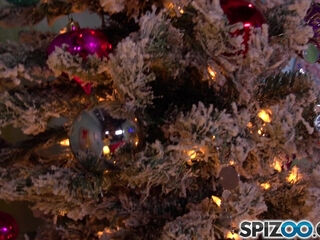 Santa's Life - Spizoo